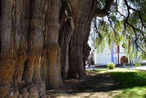 世界上最大的树,周长近60米高40米,最初发芽时中国还是东汉