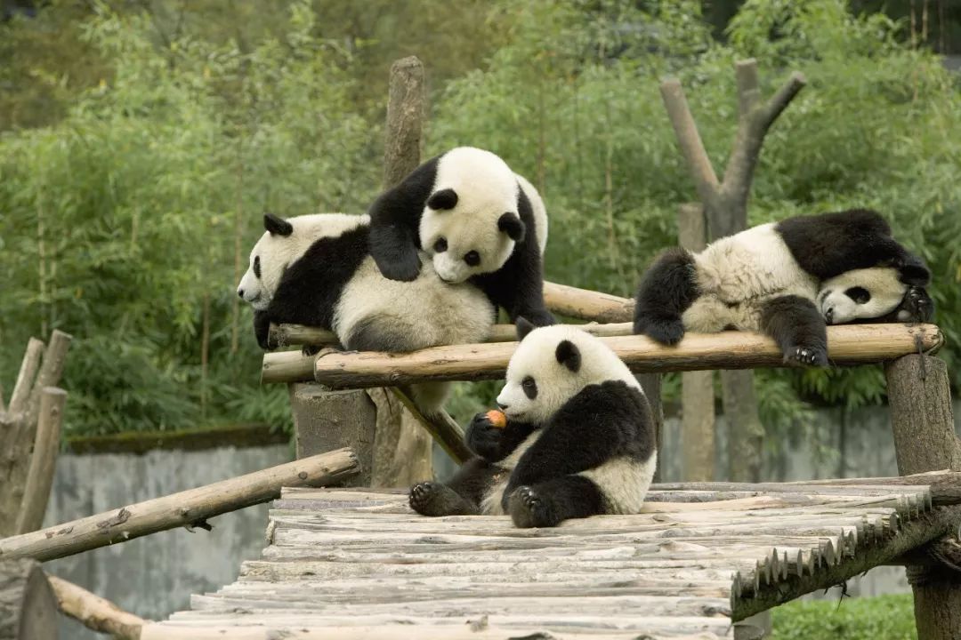 全球首秀纯白大熊猫现身卧龙没有黑眼圈网友它肯定不熬夜