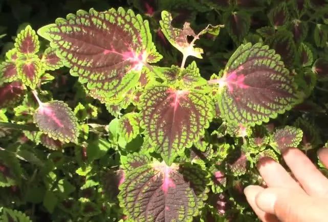 农村紫苏你见过这种假紫苏大家认识吗原来还有很高的价值用途