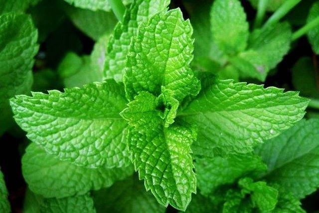既可以供食用,还能用作草药,效果还很好的薄荷