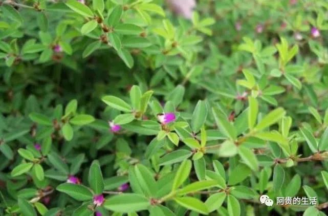 农村这野草名叫鸡眼草具有清热解毒活血的功效见到请珍惜