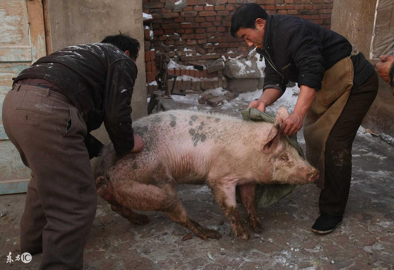 中国即将消失的职业之三——农村杀猪匠,看自来简单,其实是一门很困难