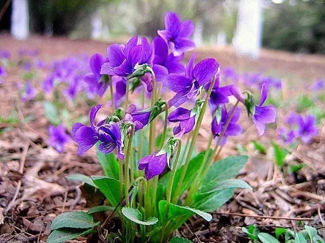 农村这种野花被称为紫霞仙子花如其名如果遇见一定要收藏