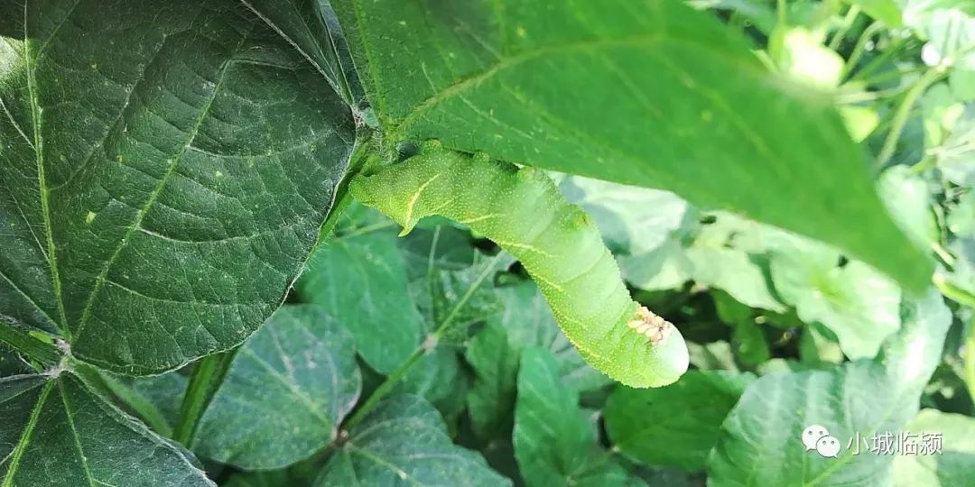 凤凰虫养殖技术 凤凰虫养殖技术和管理