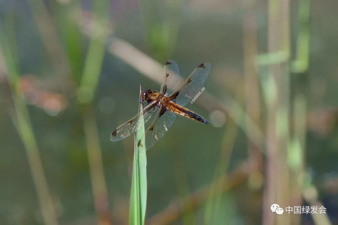 天津再现极度濒危物种低斑蜻绿会致函请求支持