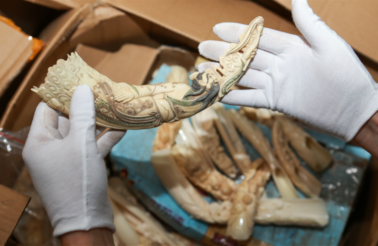 国外进口河马牙后雇工人在珠海加工销售栽了