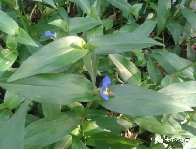水田里长满蓝色小花,农村人叫它"蝴蝶花",是民间常用清热草药
