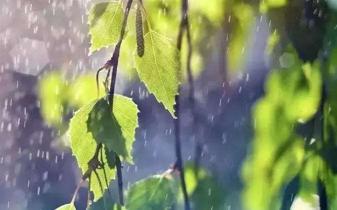 友成周末 | 夏天的雨落在古诗词里，浸润了整个流年！__凤凰网