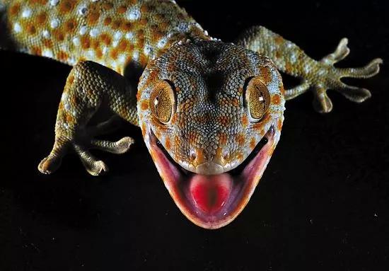 学名大壁虎,外皮呈紫灰色,长尺余,雌雄一对的干品可入药.