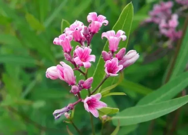 新疆阿勒泰保护区里濒临灭绝的罗布麻茶