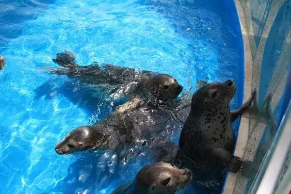 老虎灘海洋公園位於大連的南部海濱,傍山依海,是海洋動物和鳥類的世界