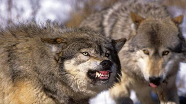 北美灰狼能打过非洲斑鬣狗吗?老虎跟狮子较量到底谁更胜一筹?