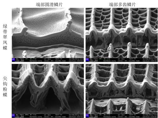 华慧高芯知识库_你不知道的事之蝴蝶篇,扫描电镜下不一样的世界