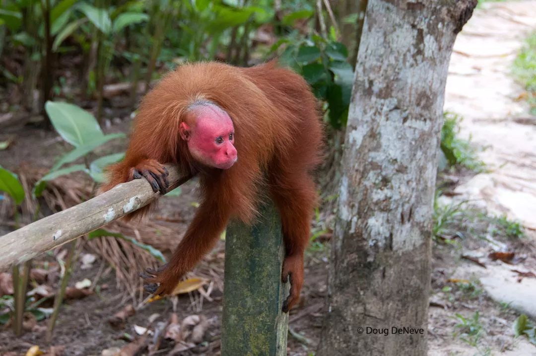 秃头也是一种核心竞争力
