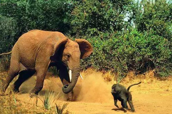 猴子大象法则强者应自危弱者不自卑