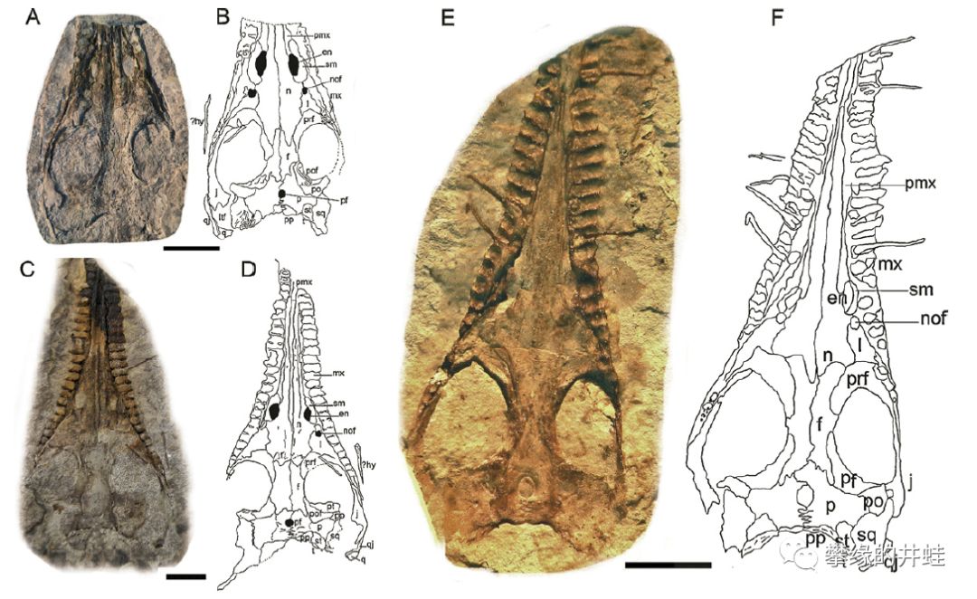 第二百三十七回 偏师劲旅（中）：死海魅影__凤凰网