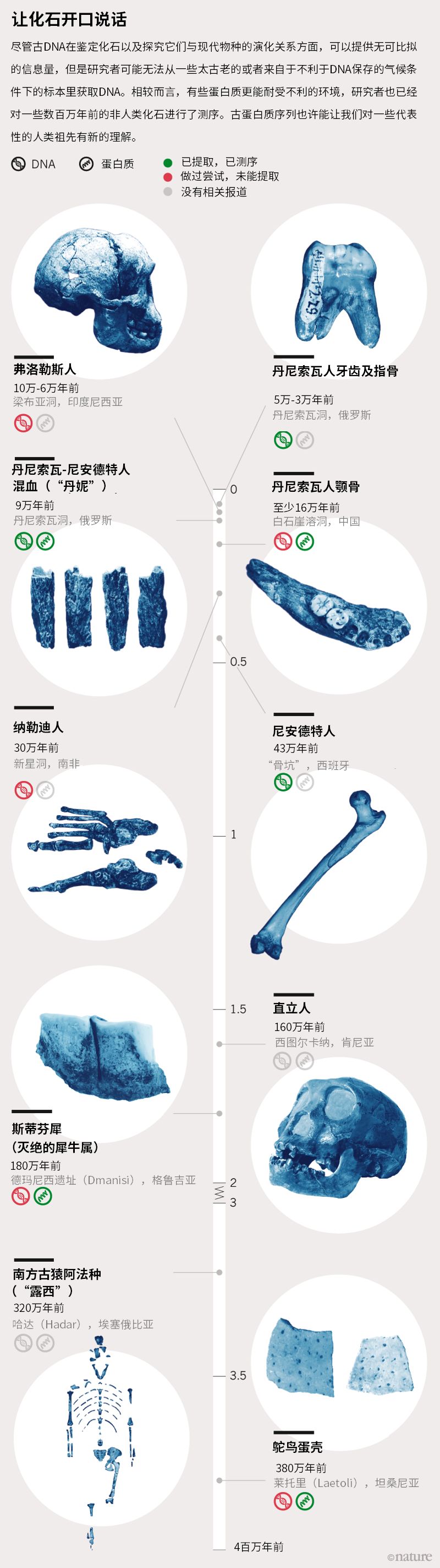 DNA，请挪步：轮到古蛋白登场揭示人类史了__凤凰网