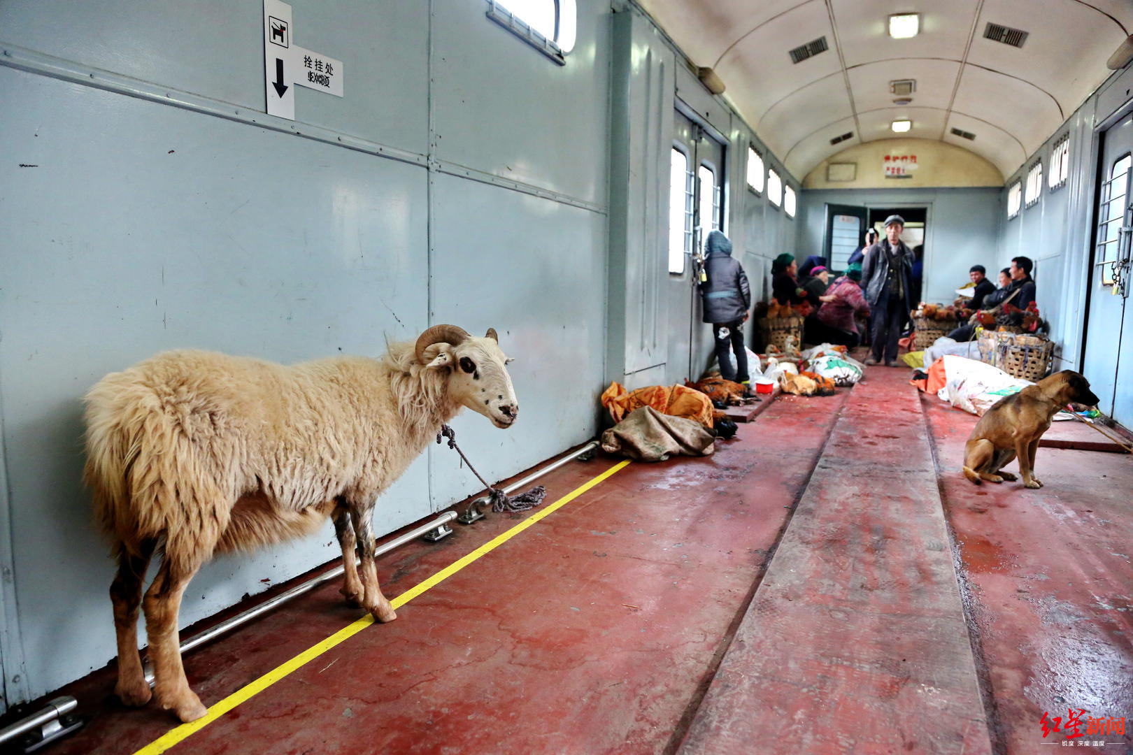 穿行凉山的慢火车如今成网红票价低至2元还有车厢专载猪羊