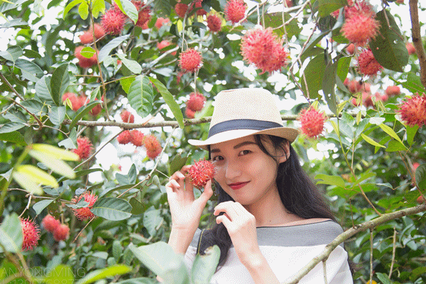 保亭红毛丹熟啦!2019保亭县红毛丹采摘季活动即将开启