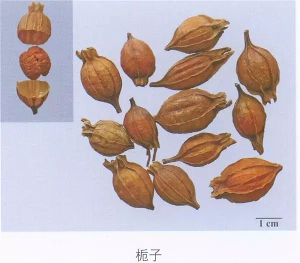 来源教材图片山栀,卮子,大山栀,黑栀子,黄栀子,黄枝子,鲜支,支子,山枝