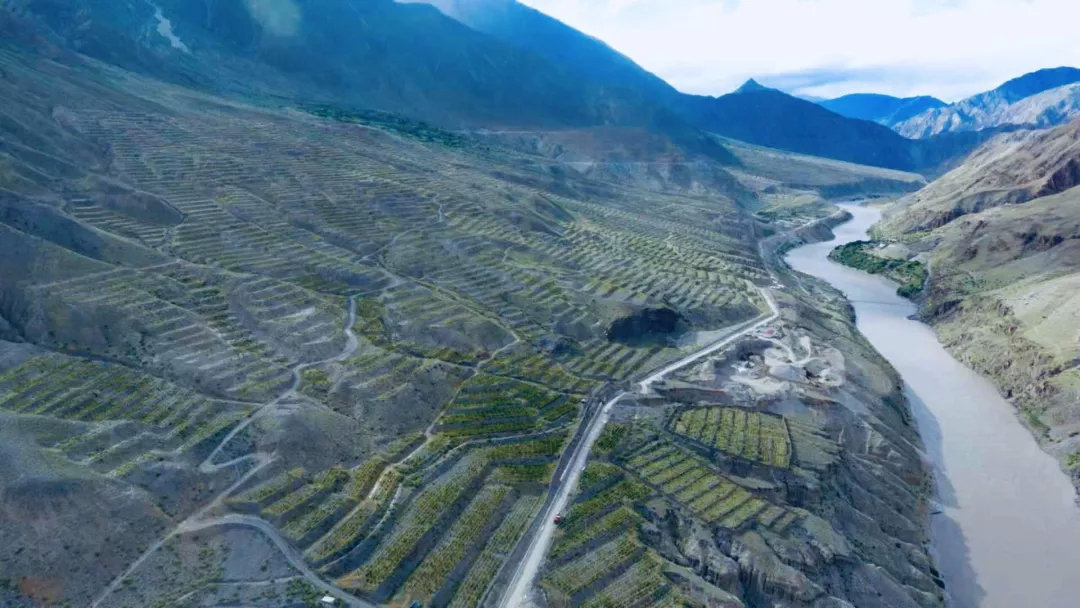 左贡县怒江河谷万亩葡萄园|成功红挑战梅里北麓高海拔产区