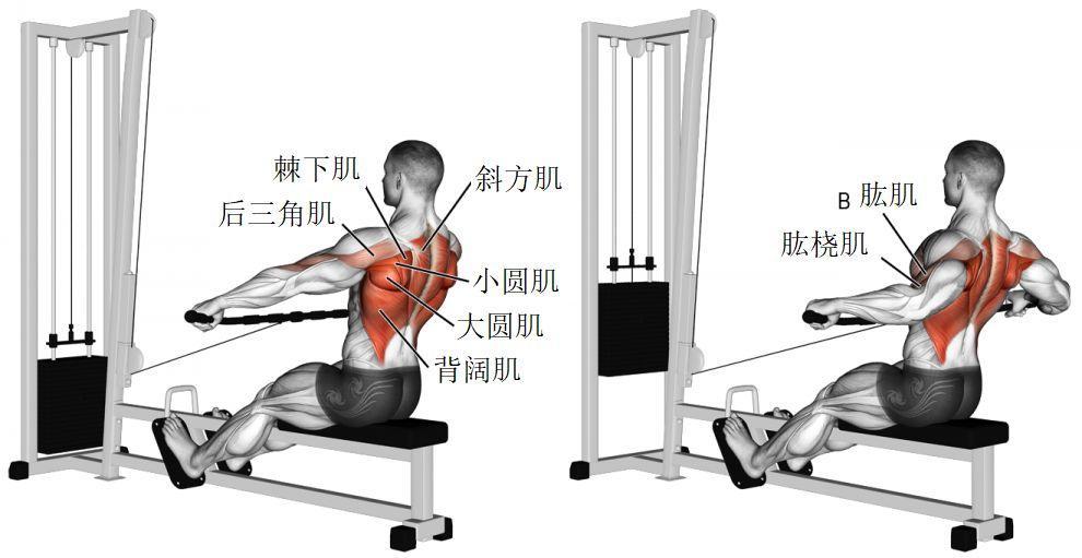 学会这些经典【练背】健身动作,结实的背部不再是梦!__凤凰网