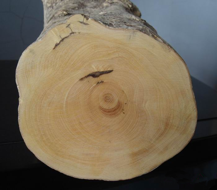 千年难长黄杨木黄杨木有哪些特性