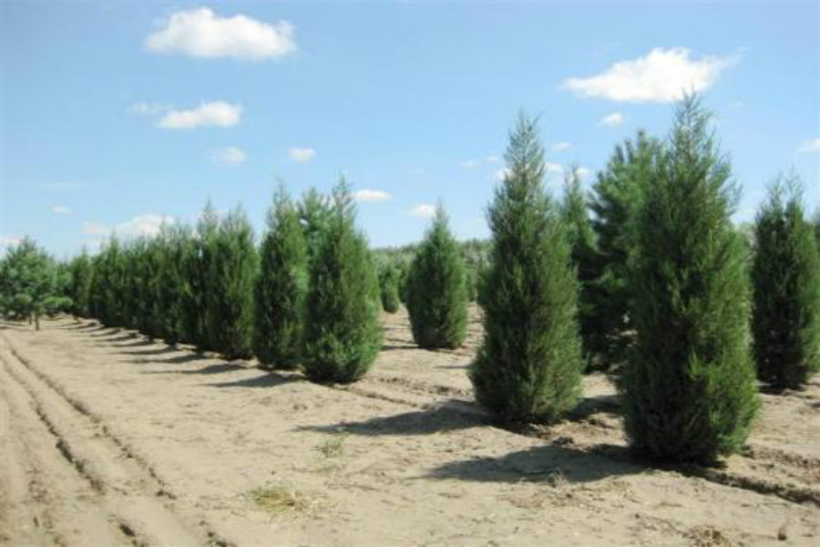 雨后柏树会开花什么情况原来是锈病在作怪