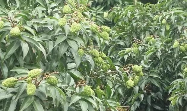 荔枝树开花要施肥吗？结果荔枝成龄树施肥方法__凤凰网