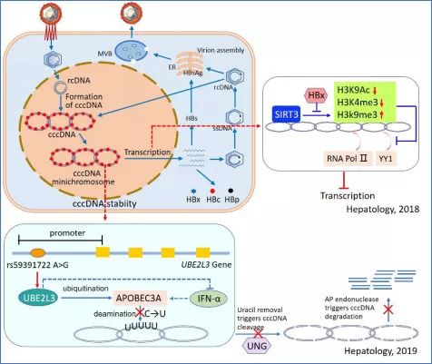Hepatology:黄爱龙教授课题组发现宿主调控乙型肝炎病毒cccDNA新机制__凤凰网
