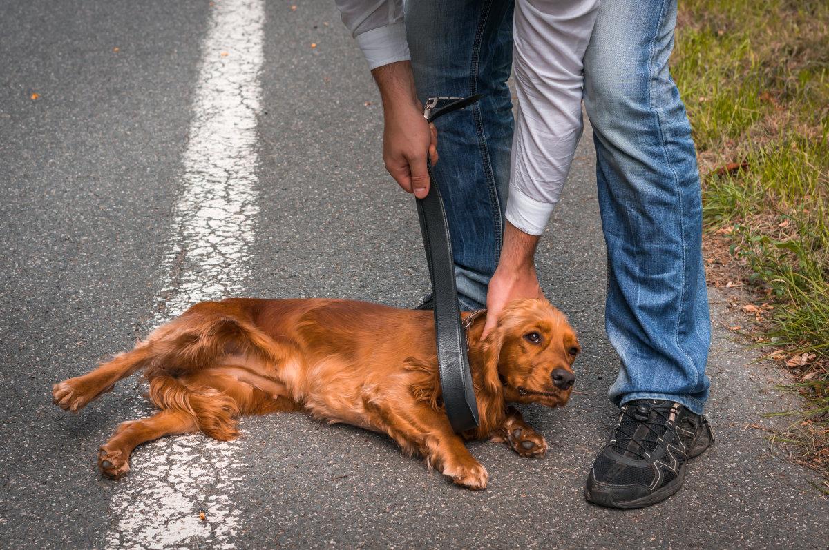 狗犯错了只知道打它?打狗会导致这几个后果,下手前先考虑考虑