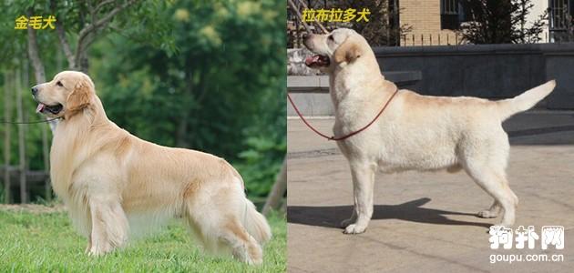 拉布拉多犬和金毛六大主要区别