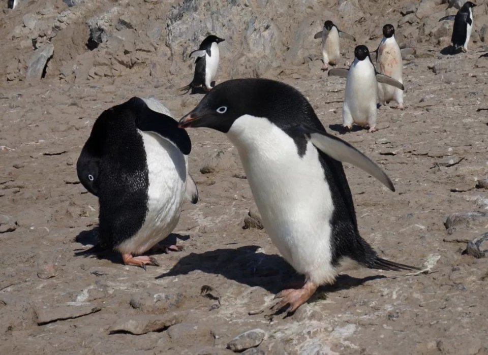 阿德利企鹅(adelie penguin) 红嘴,白眼眶的金图企鹅(gentoo penguin)