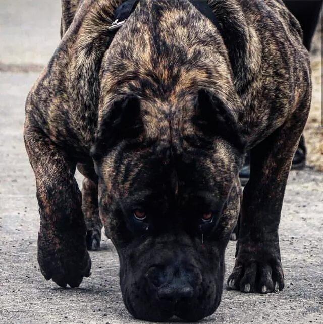 比特犬来自于美国,它被誉为斗犬之王,号称是猛犬中最具有战斗性的品种