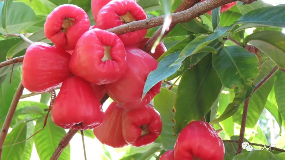 环游东南亚必吃的十大热带水果