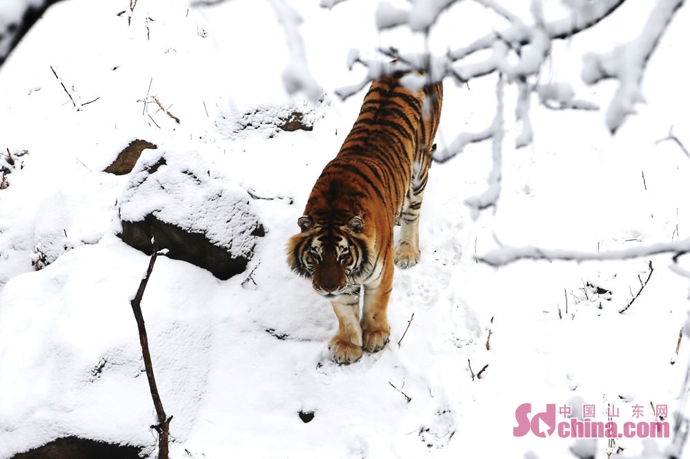 正月十五雪打燈 青島森林野生動物世界動物們雪中嬉戲__鳳凰網