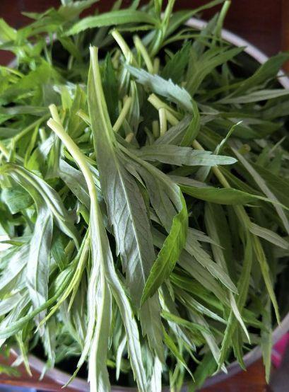 茼蒿,多生长在河岸湿地,沼泽,柳林灌丛下等处.