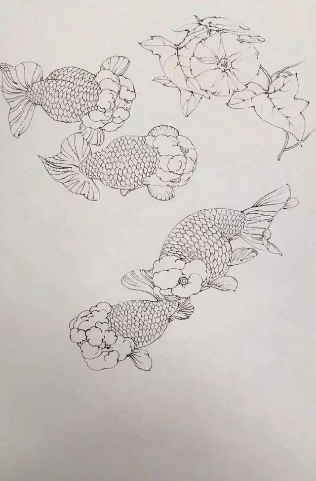 素材-一组工笔白描金鱼素材