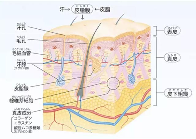 水光针注射层次 图解图片