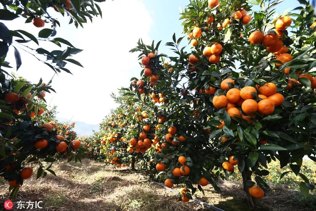 哀牢山上的创业老人褚时健走了他留下的万亩橙园迎来最美风光