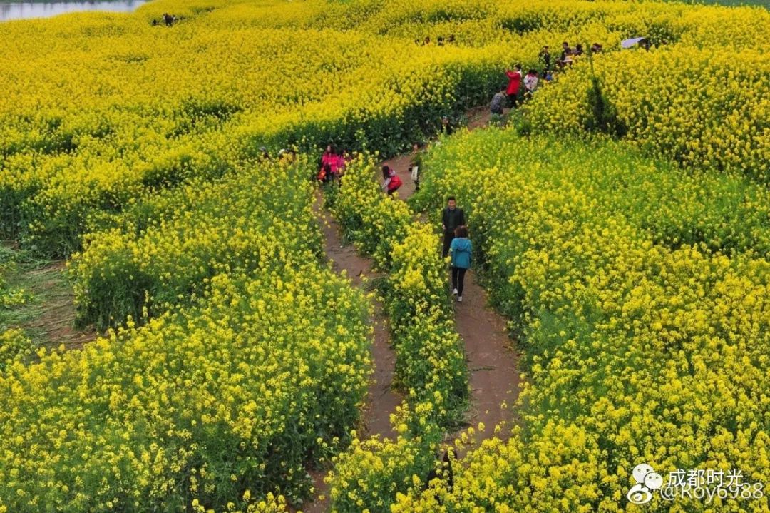 成都平原最美油菜花人稱小江南