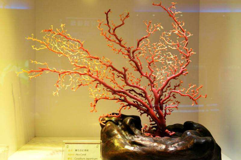 在广东徐闻拥有着国家级珊瑚礁自然保护区和珊瑚展览馆,珊瑚礁区因