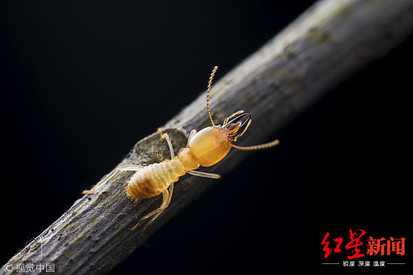 又到白蚁分飞期!尽量别喷灭害灵,这些做法最有效
