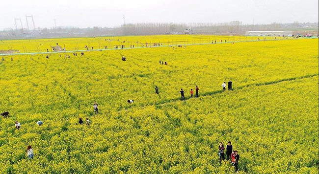 齐河县赵官镇千亩油菜花种植基地花开成海,让你实现去婺源赏油菜花不