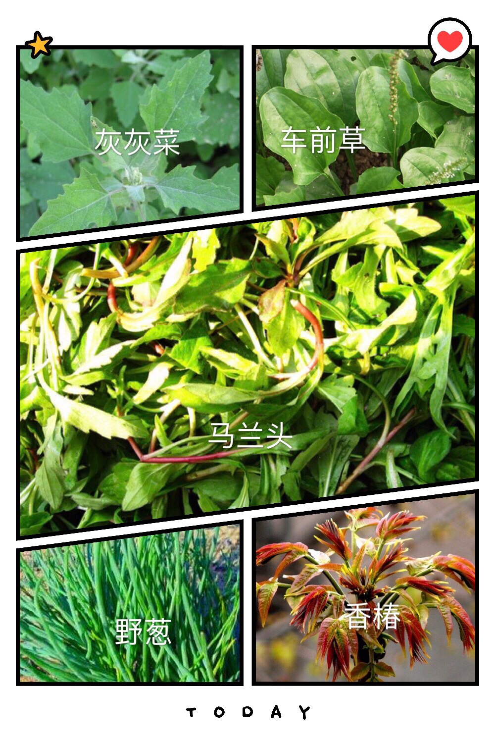 春季踏青采的这10种野菜,简单加工了一下,一大锅不够吃