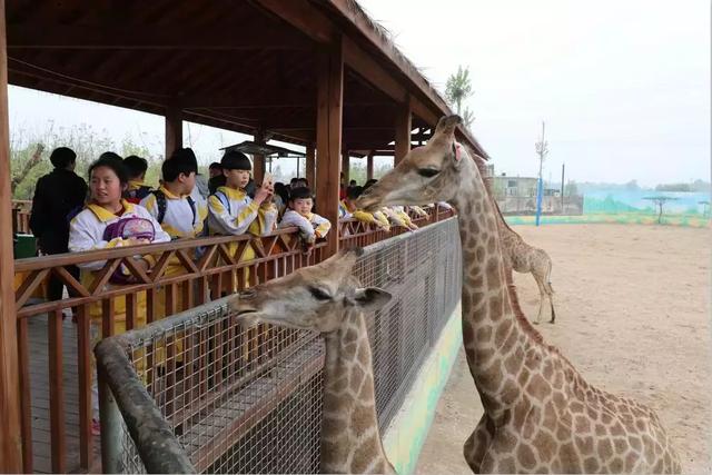开封3000人研学旅行团来了濮阳东北庄野生动物园.