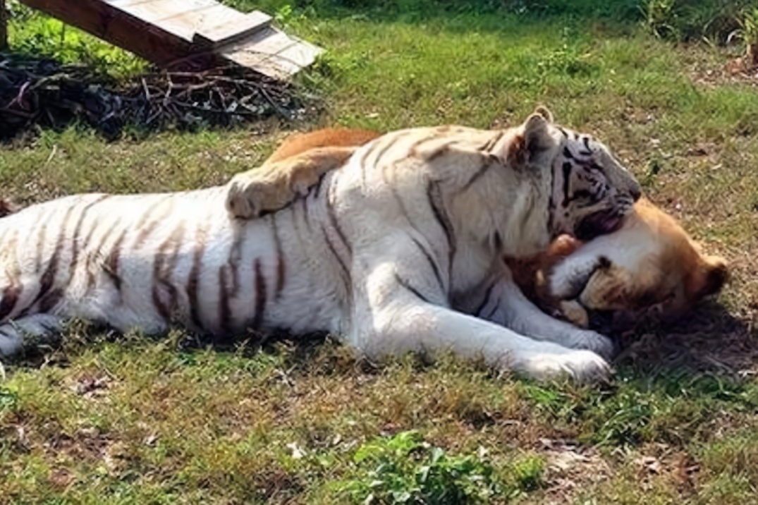 3年后白虎与狮子再见面,本以为是难兄难弟,结果白虎一口咬上去