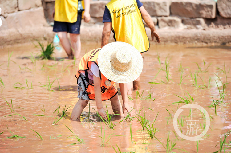戴上草帽提起裤脚 小小"农夫"都市里插秧