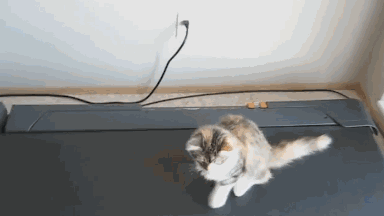 384_216gif 动态图 动图