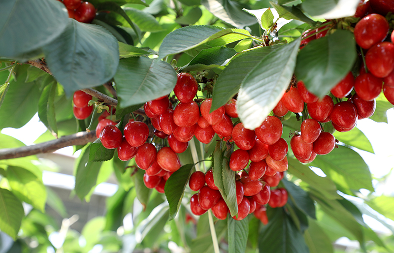 陕西澄城县第四届樱桃文化艺术节启动 澄城樱桃将红动中国__凤凰网